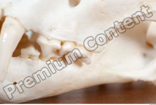 Skull photo reference 0043